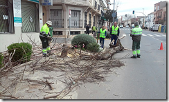 trabajadores municipales podando y talando árboles 
