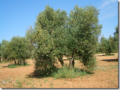 Foto de archivo de un olivar ecológico
