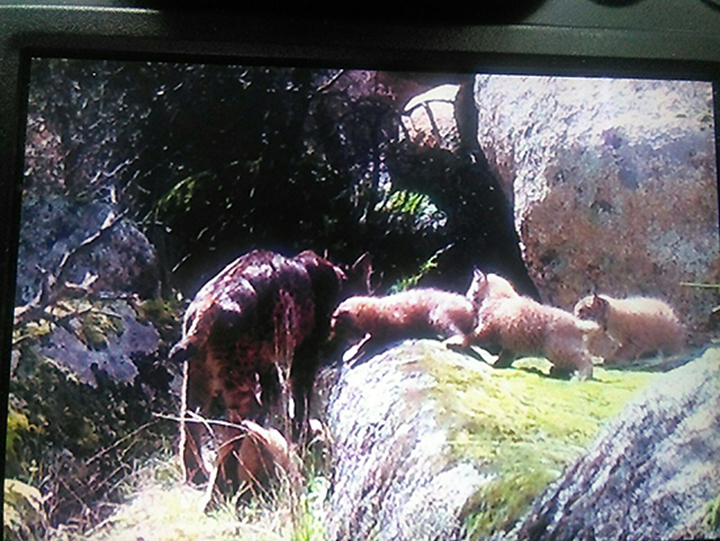 Foto de archivo de la anterior camada de linces nacida en los montes de Toledo